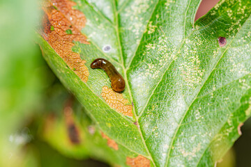 Sluggers and snails inhabit the leaves of wild plants, an overview of the natural environment in North China