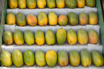 A display of neatly arranged mangoes in rows, showcasing their varying shades of green and yellow, indicating different ripeness levels. The mangoes are placed on white paper trays within a green cont