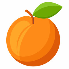 Apricot vector illustration 