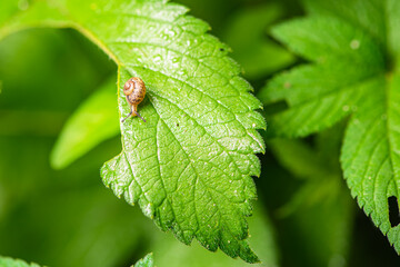 Sluggers and snails inhabit the leaves of wild plants, an overview of the natural environment in North China