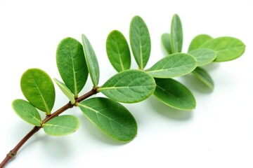 A lush green eucalyptus branch on a white background, green, leaves, isolated
