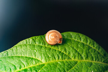 Sluggers and snails inhabit the leaves of wild plants, an overview of the natural environment in North China