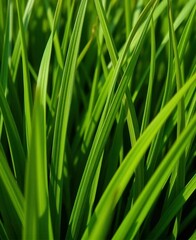 Thick, lush green grass blades, closely cropped, showing slight texture, field, close-up