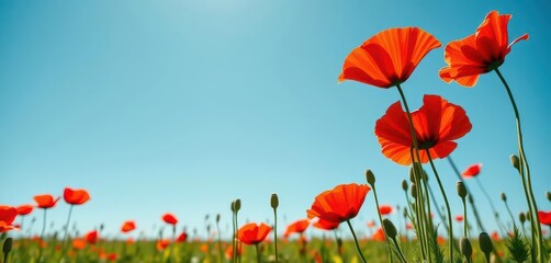 Fototapeta premium Vibrant red poppies blooming in a sun-drenched field under a clear blue sky, agriculture, calm, poppies