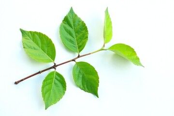 Fototapeta premium Simple branch with leaves on a white background, nature photography, , greenery
