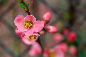 Obraz premium Japanese quince blossom