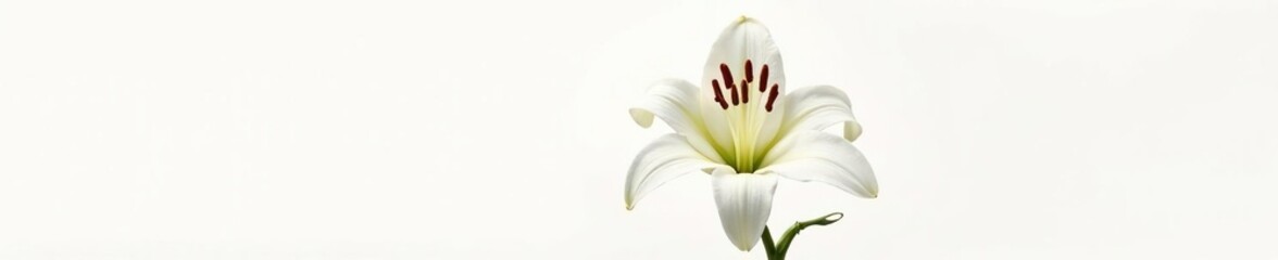 Single lily flower in stark contrast with snowy white, white background, isolated, floral