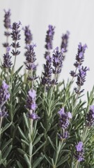 Fototapeta premium Lavender herb flowers isolated white background