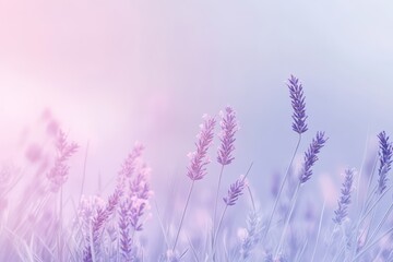 Obraz premium A tranquil misty field bathed in soft shades of lavender and pale pink, with tall grasses gently swaying in the breeze