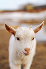 Small white goat curiously stands, surveying its surroundings with interest. Vertical photo