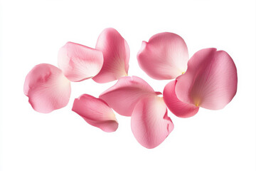 Fototapeta premium Beautiful pink rose petals scattered elegantly on a white background. isolated on white background.