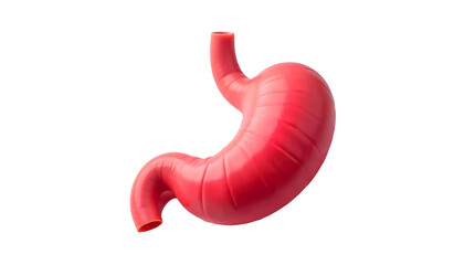 Detailed Anatomical Illustration of the Human Stomach: Digestive System Core