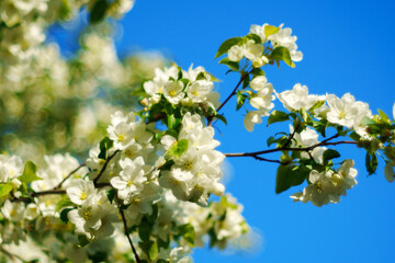 In a tranquil garden, clusters of delicate white flowers bloom vibrantly against a vivid blue sky.
