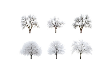 Obraz premium Snow-Covered Trees Collection with Transparent Background
