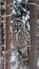 Great grey owl