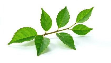 Fototapeta premium A single branch with intricate details isolated on a white background, clean, closeup