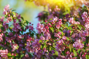 Pink flowers burst forth from lush green leaves, filling the air with color against a clear blue sky