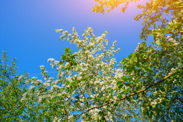Blossoming white flowers against a clear blue sky in a vibrant spring afternoon scene