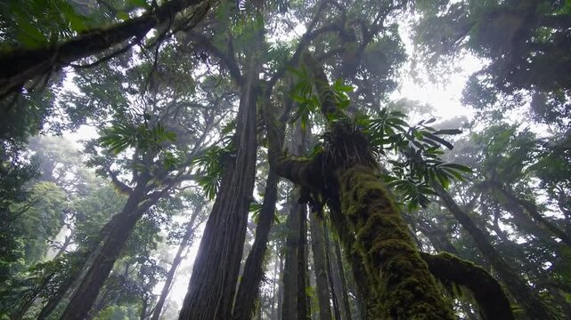djungle