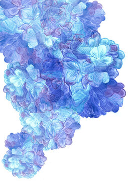 hydrangea bloom