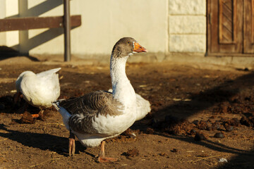 Ducks foraging in a rustic farmyard at golden hour enjoy the simple pleasures of country life under a warm sunlit sky
