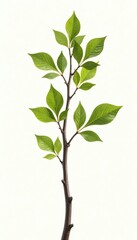 Fototapeta premium A sprig of birch tree branch isolated on white background, tree, forest