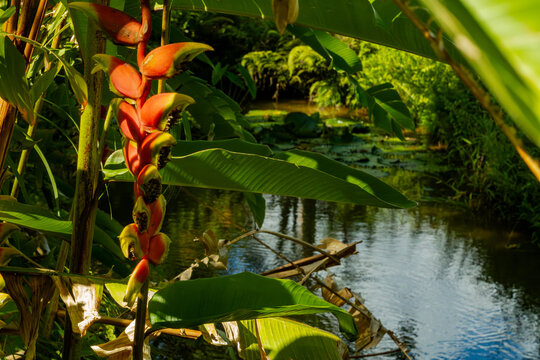 Close -up shot of flowers of Heliconia rostrata plant also known as the hanging lobster claw or false bird of paradise found in Mauritius