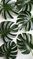 Fototapeta premium Exotic tropical monstera palm leaves at white