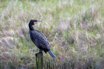 Great cormorant perched on a post.