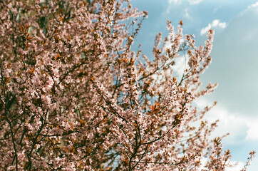 willow branches in spring