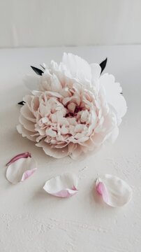 Delicate white peony isolated on white background