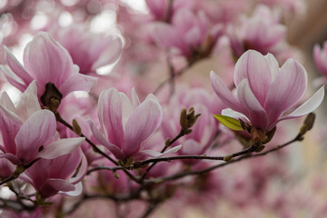 magnolia blossom tree