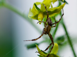 Eine kleine Spinne an Tomatenblüten.