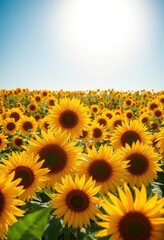 Obraz premium Vast sunflower field under a bright blue sky, sunlit blooms, sun, farm