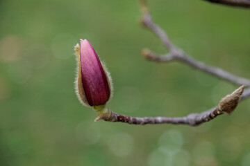 magnolia blossom tree