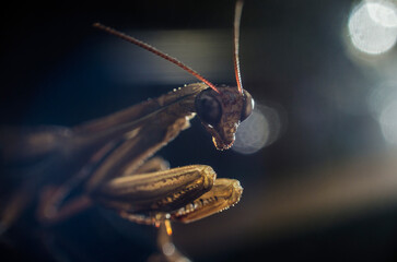 Macro Shot of a Praying Mantis with Dark Abstract Background 4
