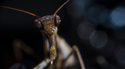 Macro Shot of a Praying Mantis with Dark Abstract Background 2