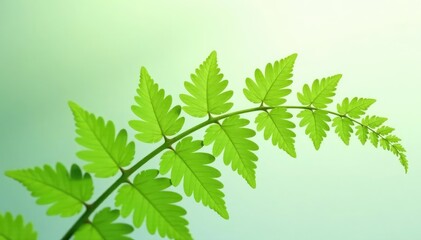 Fototapeta premium Delicate fern isolated on white background with intricate details, botanical, detail, closeup