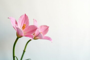 Fototapeta premium Delicate flower in full bloom on white background, on white background, fresh flowers,