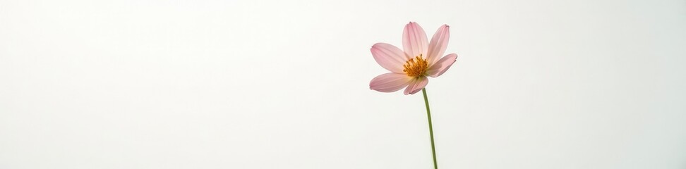 Fototapeta premium Delicate flower isolated on white background with subtle light reflection, gentle, white