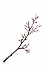 Delicate branch isolated on white background, showcasing intricate details, Branches, Natural Forms, Wood Texture