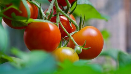 Selbstgezogene Tomaten in verschiedenen Reifestadien.