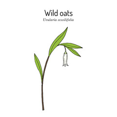 Wild oats, or sessileleaf bellwort (Uvularia sessilifolia), medicinal plant. Hand drawn botanical vector illustration