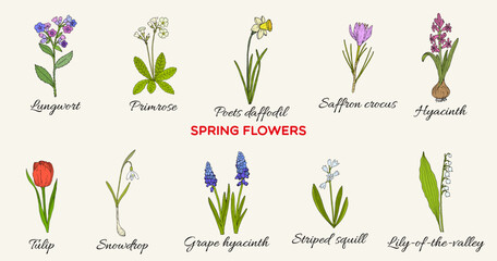 Spring flowers collection. Hand drawn botanical vector illustration
