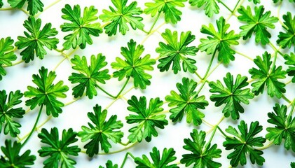 Intricate parsley sprig pattern forming a geometric design , parsley, culinary, layout