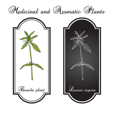 Thumba plant (Leucas aspera), medicinal plant. Hand drawn botanical vector illustration