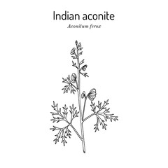 Indian Aconite (Aconitum ferox), medicinal plant. Hand drawn botanical vector illustration