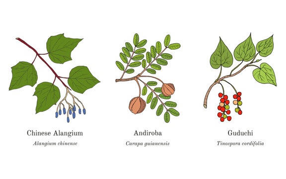 Collection of edible and medicinal plants. Hand drawn botanical vector illustration