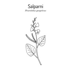 Salparni, or Sal Leaved Desmodium (Pleurolobus gangeticus), medicinal plant. Hand drawn botanical vector illustration