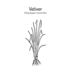 Vetiver or khus (Chrysopogon zizanioides), medicinal plant. Hand drawn botanical vector illustration
